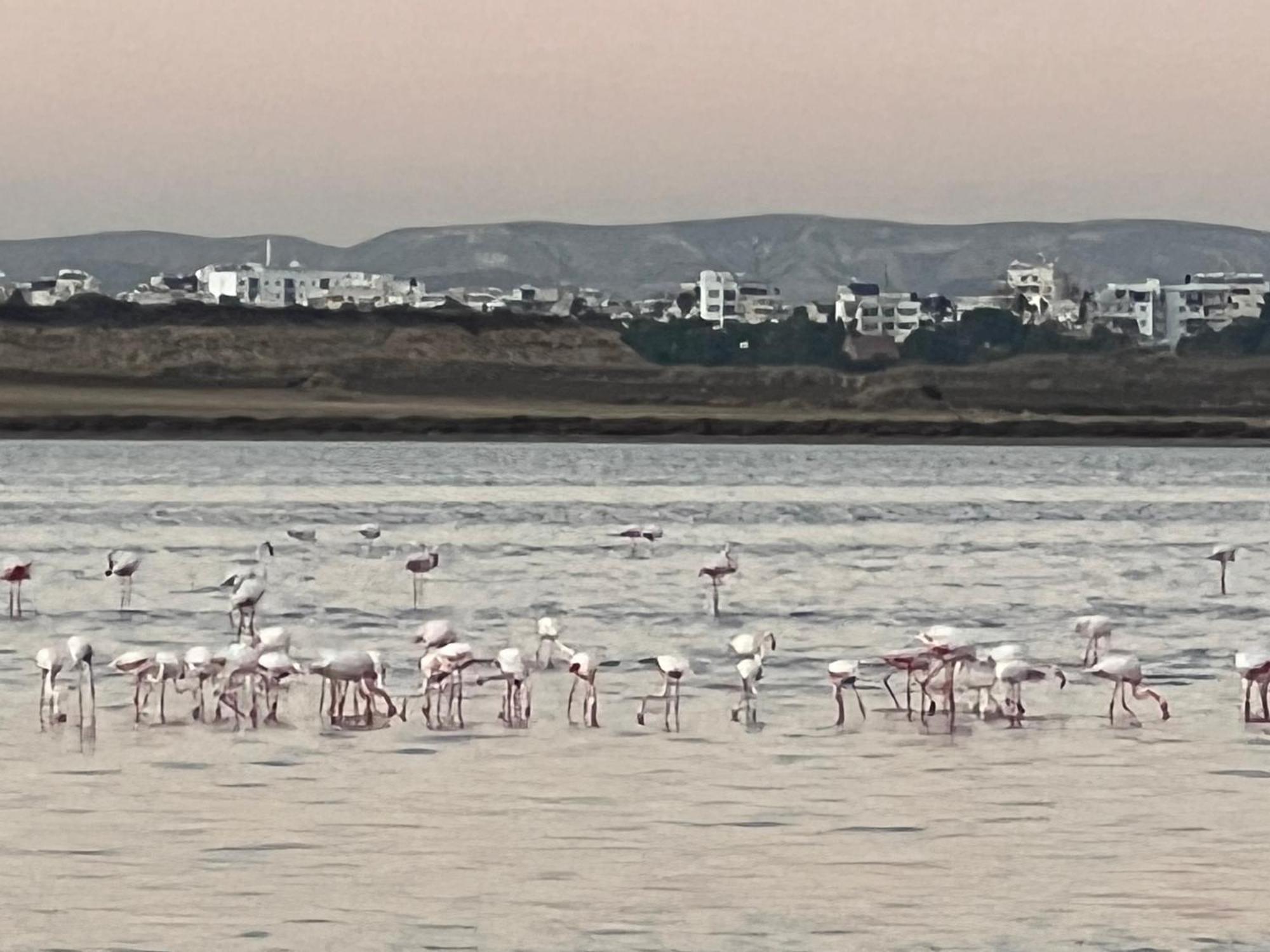 Salt Lake Larnaca Buitenkant foto